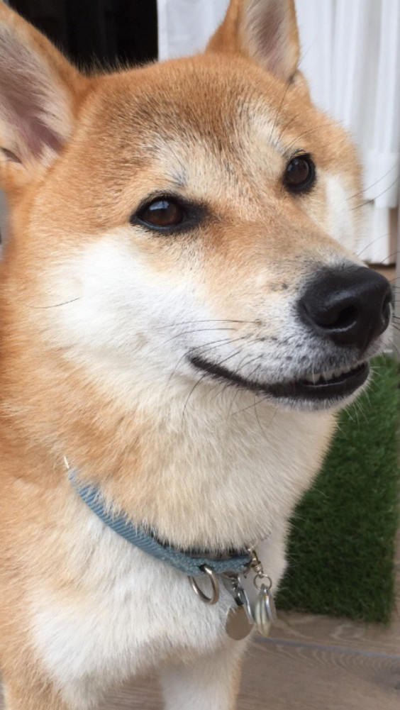 コロ助くんにいやされる W Dog S Paw コロ助くんにいやされる W Dog S Paw