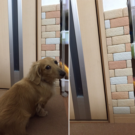 いい感じ 人 かるかるブリック Dog S Paw