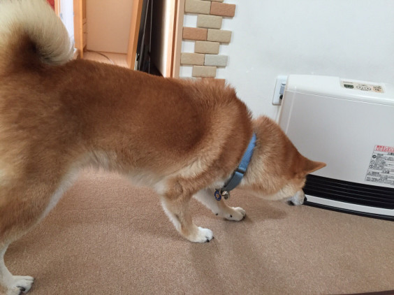 コロ助くんにいやされる W Dog S Paw コロ助くんにいやされる W Dog S Paw
