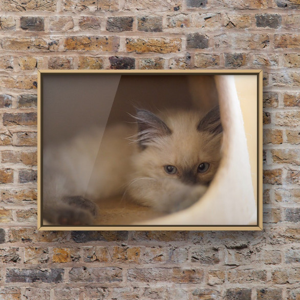 猫カフェminette 猫カフェminette