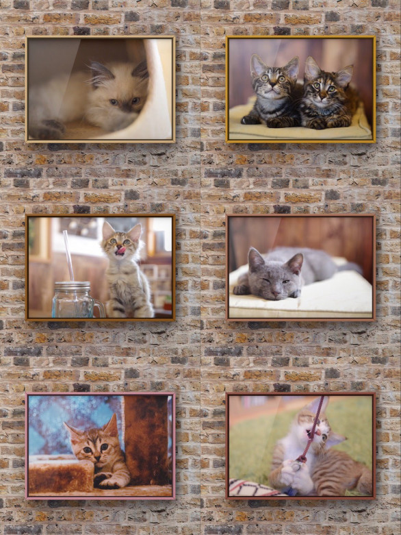猫カフェminette 猫カフェminette