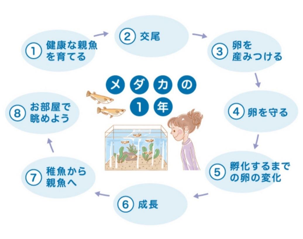 メダカの飼育 基本 伽楓めだか