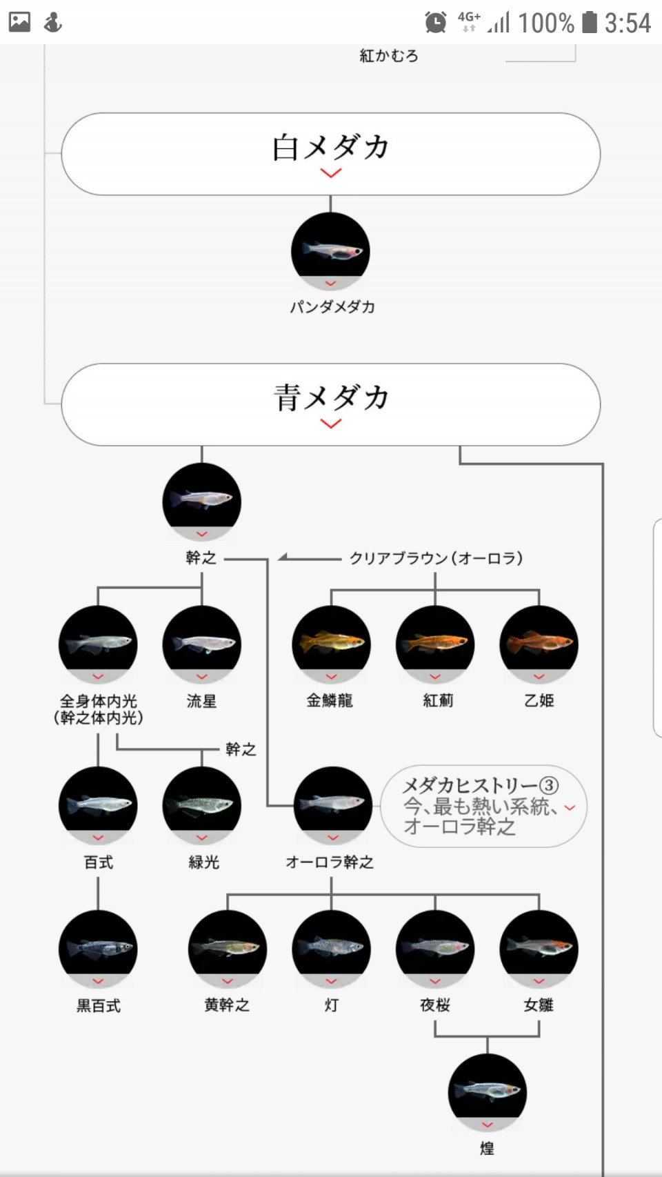 メダカ派生一覧 伽楓めだか