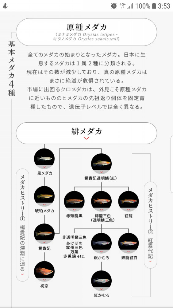 メダカ派生一覧 伽楓めだか