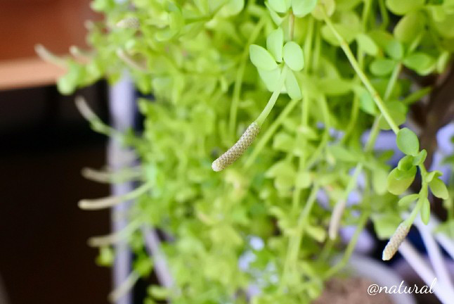 ペペロミア イザベラ Natural 観葉植物日記