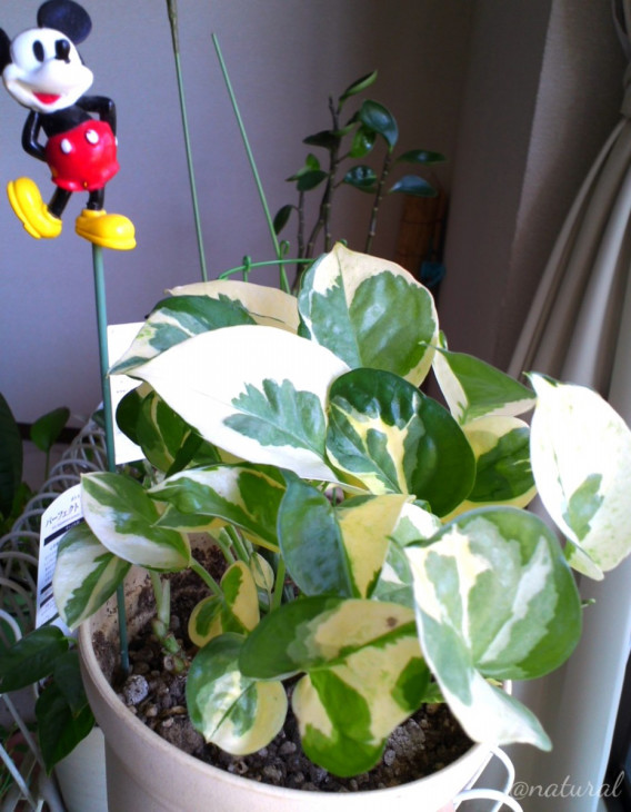 部屋の中心でポトス愛を叫ぶ Natural 観葉植物記録 部屋の中心でポトス愛を叫ぶ Natural 観葉植物記録