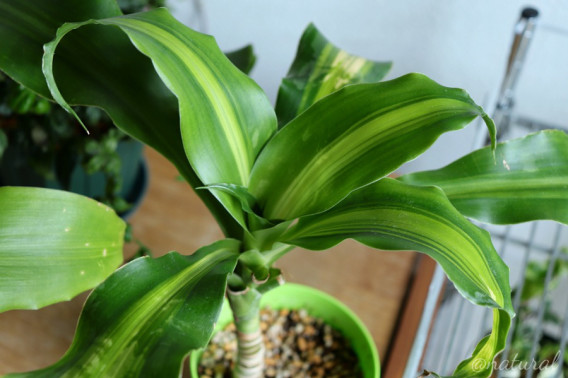 じわじわと成長 ドラセナマッサンゲアナ Natural 観葉植物日記 じわじわと成長 ドラセナマッサンゲアナ Natural 観葉植物日記
