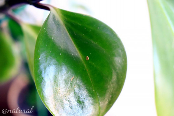 またまた増殖 カイガラムシ Natural 観葉植物記録