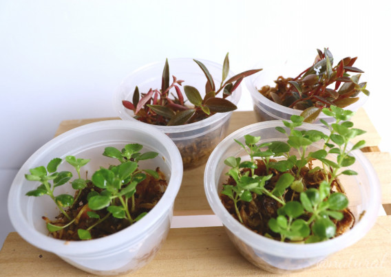 チーム水苔 発根 Natural 観葉植物日記