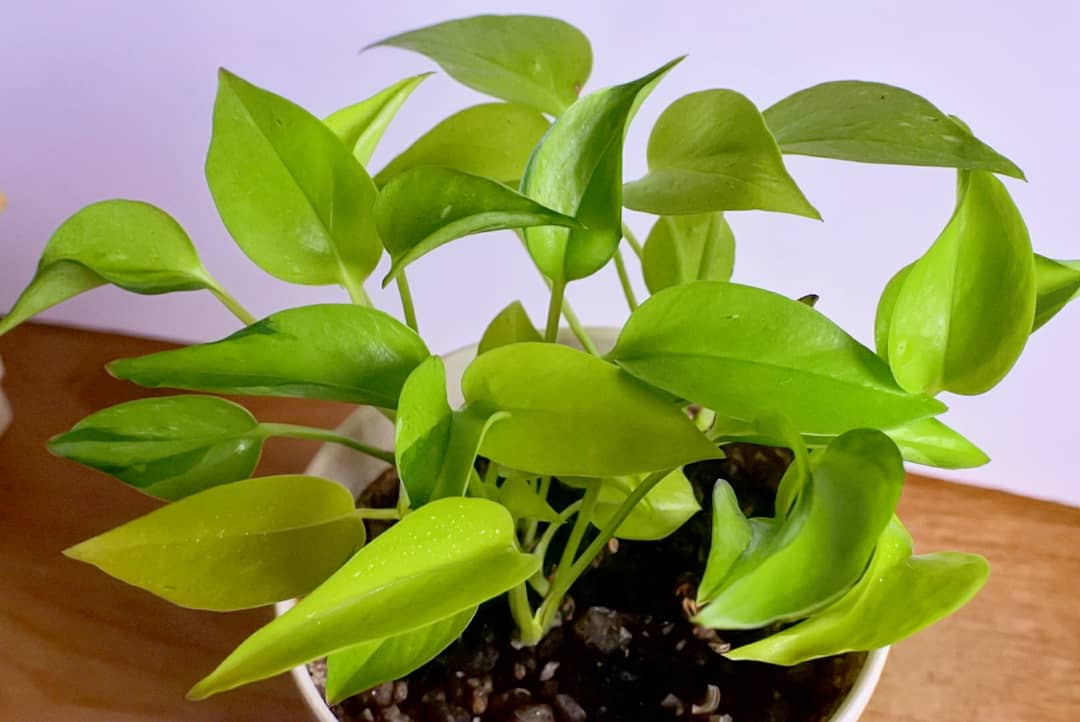 ポトスライムコンパクトネコ ポトスライムコンパクト 予定外の植え替え | @natural＊観葉植物日記