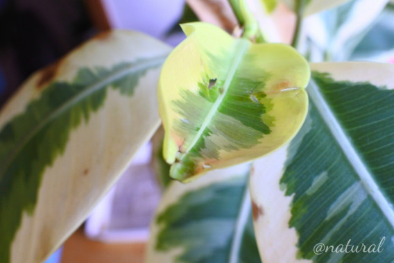 ゴムの木 9年ぶりに再発 Natural 観葉植物日記