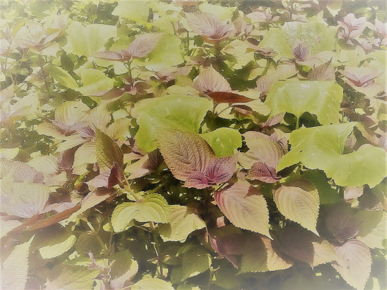 風よ伝えて 爺さんのブラジル移住 第５０３段 Brasil Suzuki S Ownd