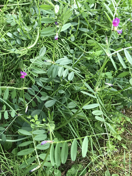 最高のカラス ノ エンドウ 季節 すべての美しい花の画像