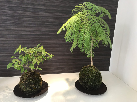 植物 Hair S Collection Tif