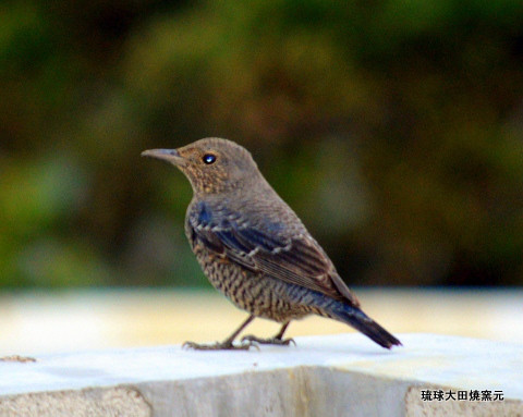 琉球大田焼窯元 沖縄の野鳥 ヒヨトリ 琉球大田焼窯元陶芸ブログ館 S Ownd