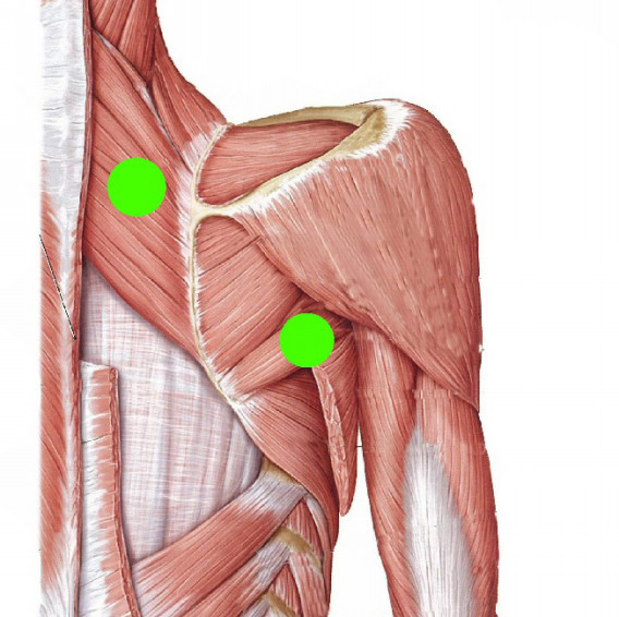 肩甲骨周囲筋群の柔軟性の必要性 U12 一般社団法人 Rondo Soccer Club