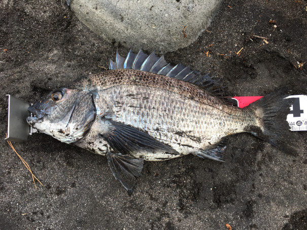 乗っ込み終盤 連チャンで黒鯛です 釣道一直線 ボーッと生きてんじゃねーよ