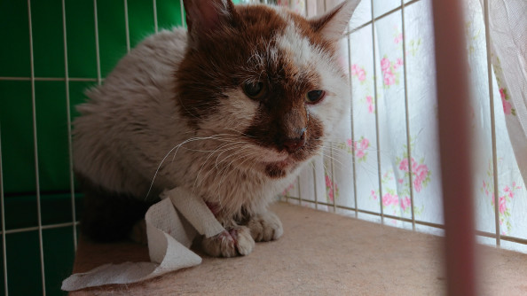 白血病の猫さん保護 ひとと動物のくらしを考える会ちば