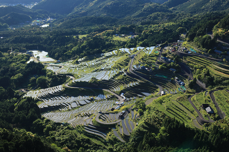 良質 NO.552【超希少新種】三重県熊野産 風伝カンアオイ その他観葉 