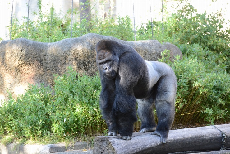 ZIPANG-3 TOKIO 2020～日本一の動物の種類数を誇る～コアラ来園35