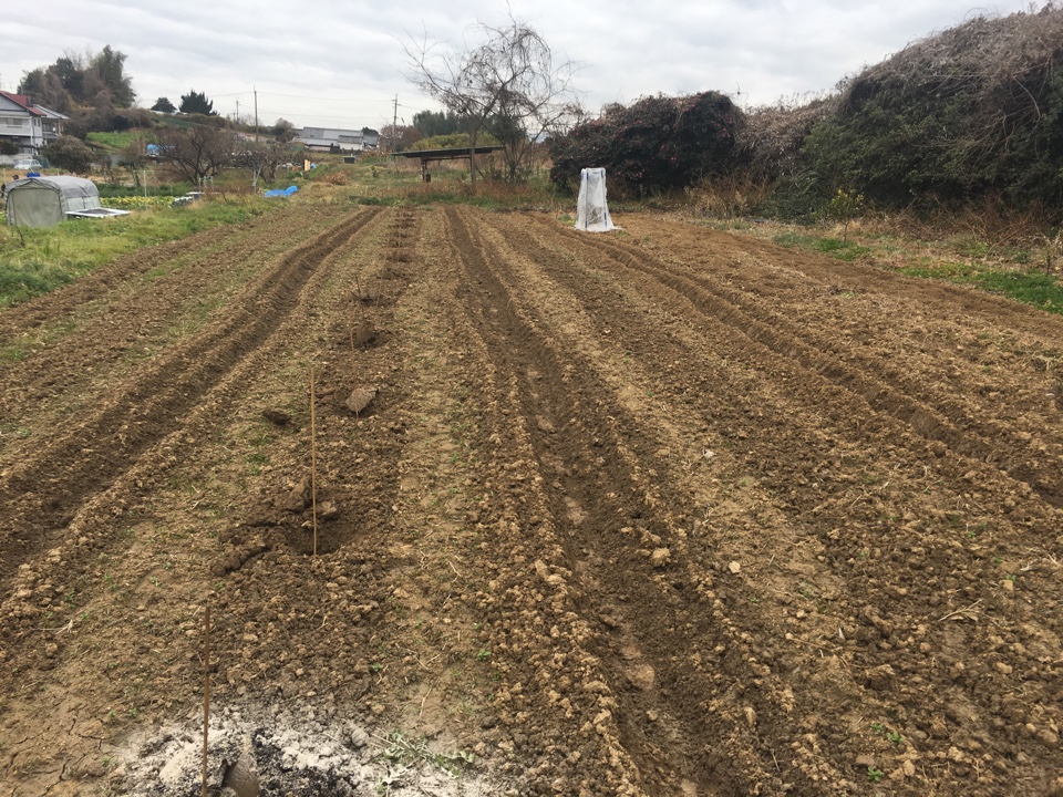 カラタチ台木の植え付け | 明日香村で果樹栽培