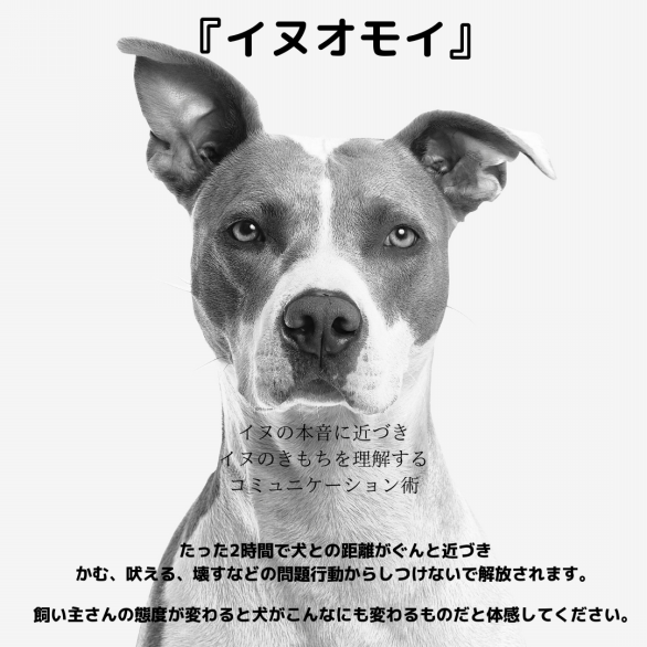 あなたの犬見せてください 必ず解決しますその悩み Magical Dog イヌオモイ