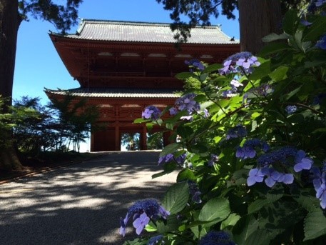 五月雨の紫陽花 | キトクのキ