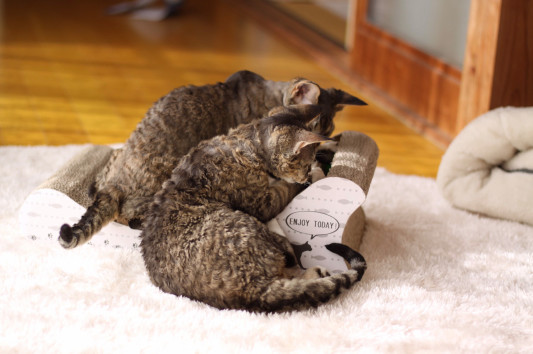今日のマーティン君 ニュージーランド出身のデボンレックス子猫達 デボンレックスキャッテリーblomstra 今日のマーティン君 ニュージーランド出身のデボンレックス子猫達 デボンレックスキャッテリーblomstra