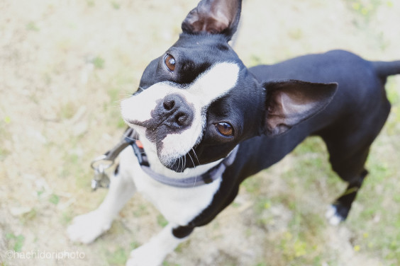 お犬さま天国 ドイツから見えること はちどりphoto