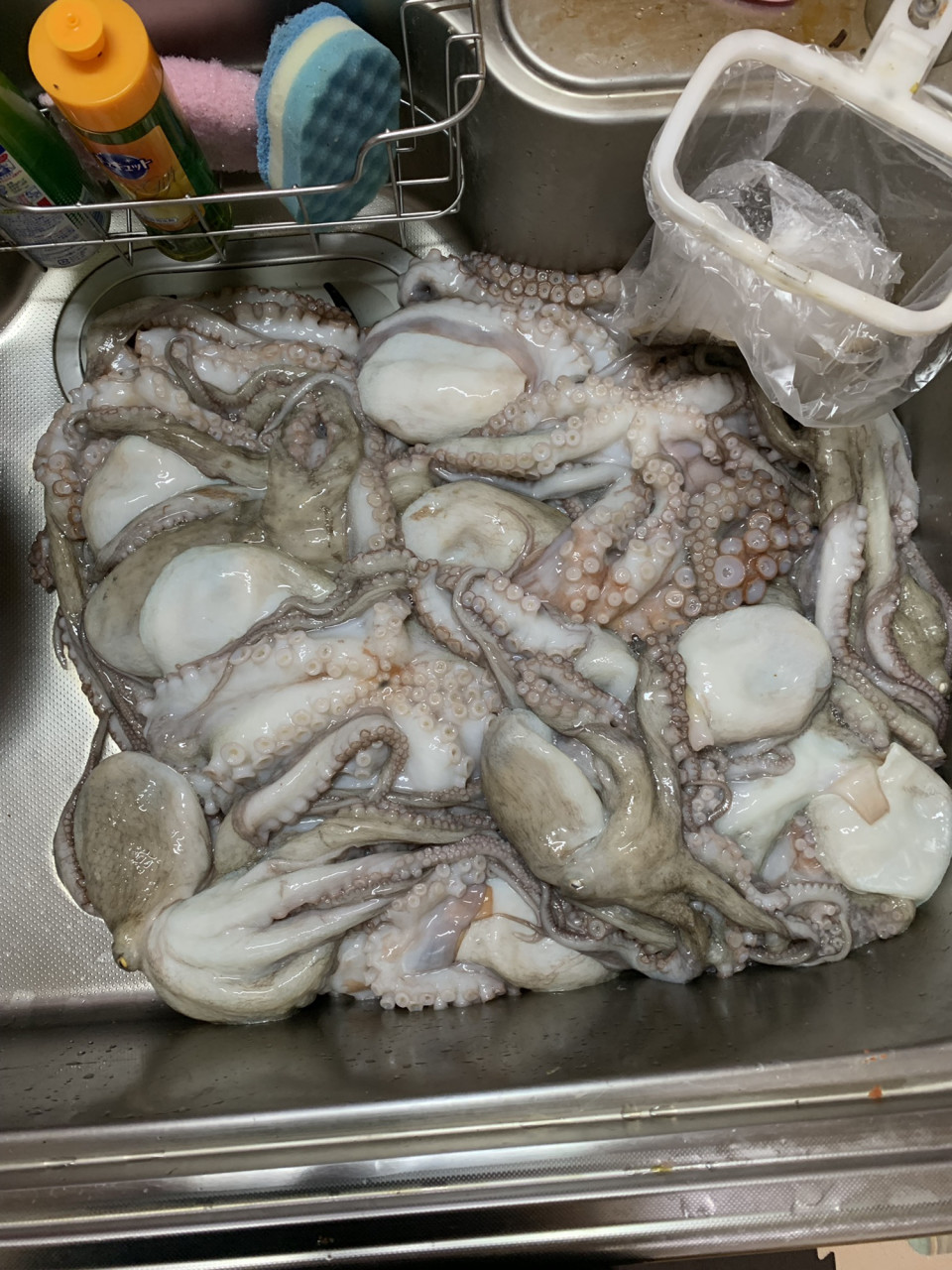 かもめ釣船 タコ釣り 7月29日 伊勢湾ジギング日記 かもめ釣船 タコ釣り 7月29日 伊勢湾ジギング日記