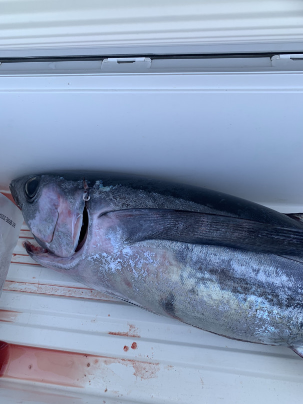 トンジギドラグ設定とランディングまで 伊勢湾ジギング日記 志摩沖ジギング 志摩沖キハダキャスティング