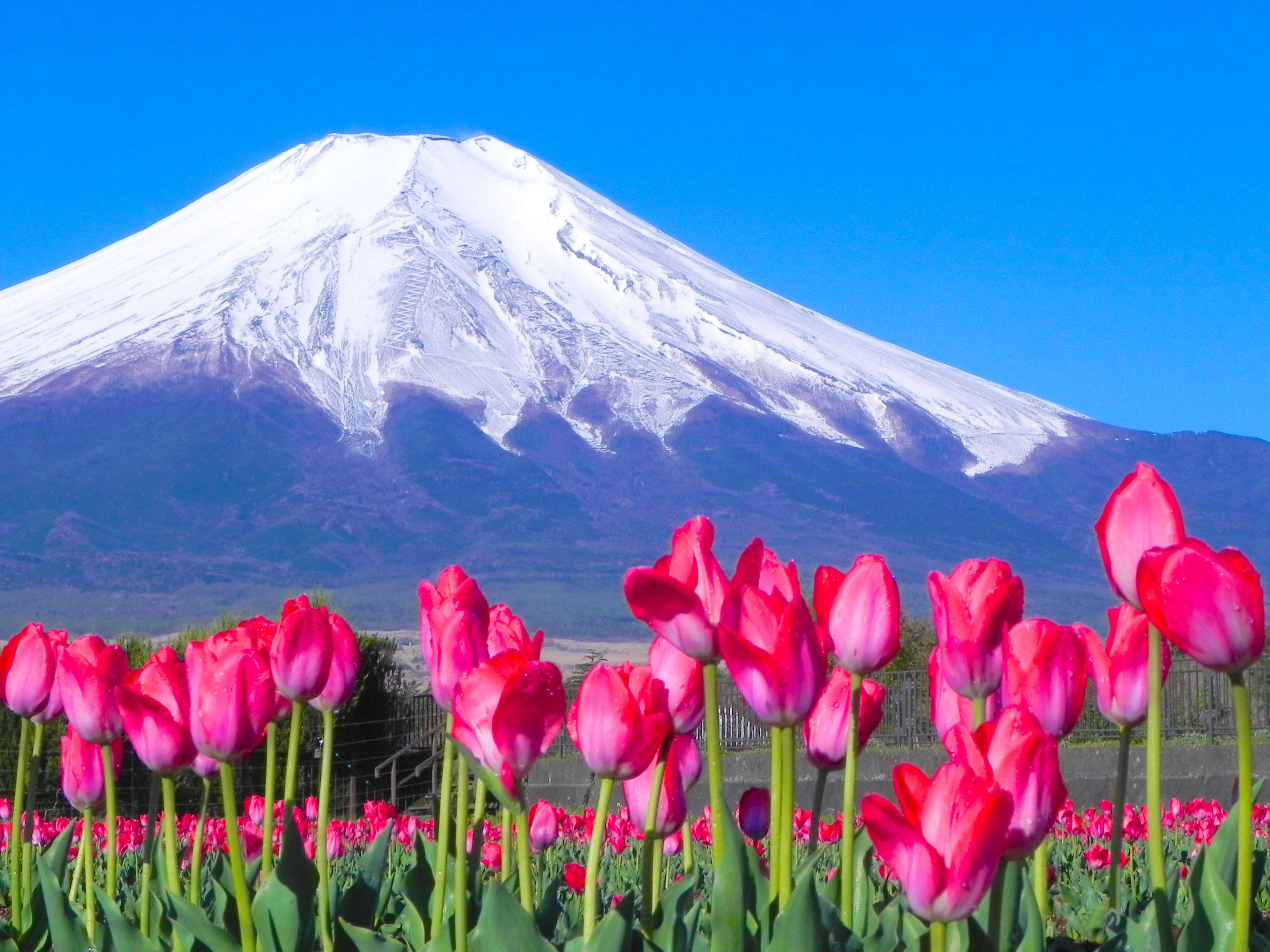 世界遺産富士山写真販売致します