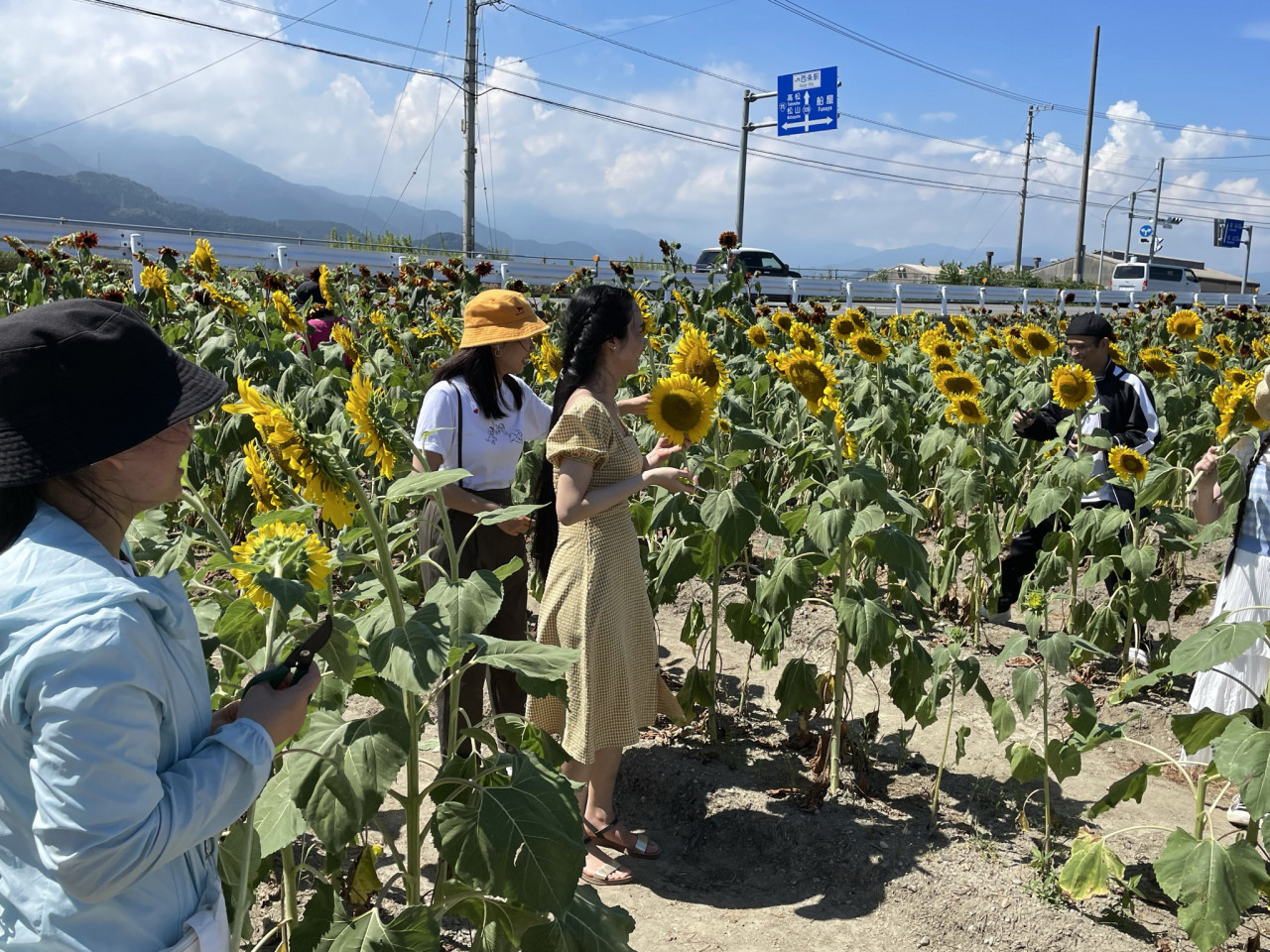 ひまわり畑 西条