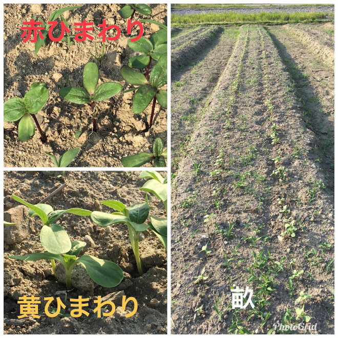 ひまわり本葉は雑草とともに ひまわり畑 西条