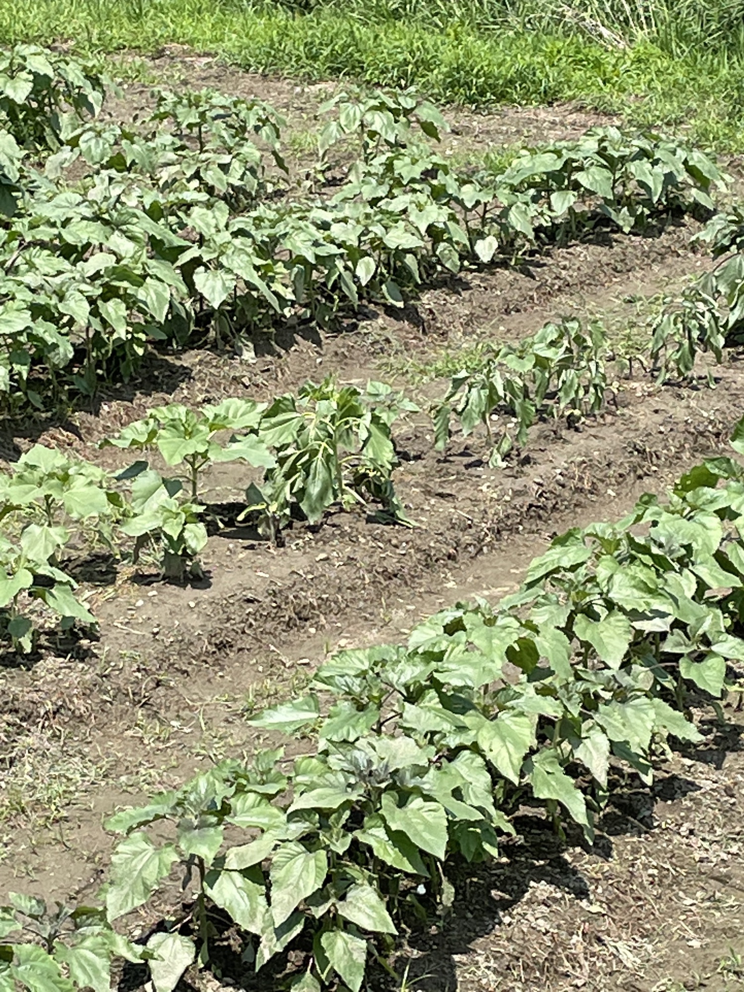 赤ひまわり苗 移植しました ひまわり畑 西条