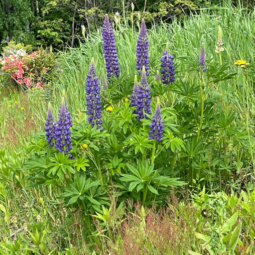 中村庭園管理舎 Nakamura Garden Managementahause