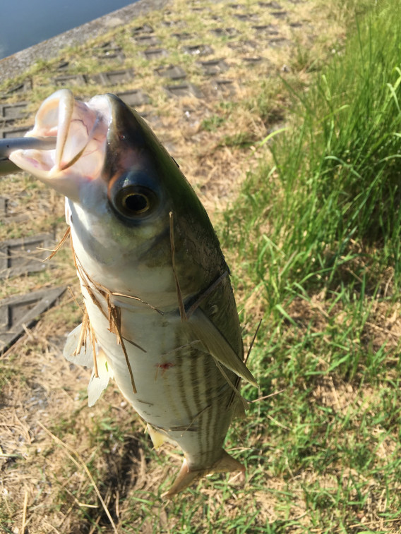 令和元年8月11日 花見川 ボラとハゼ Tokyo Bay Fishing Club