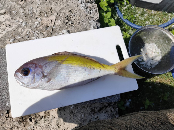 令和2年6月 沖縄某所 珍しい魚3種 Tokyo Bay Fishing Club