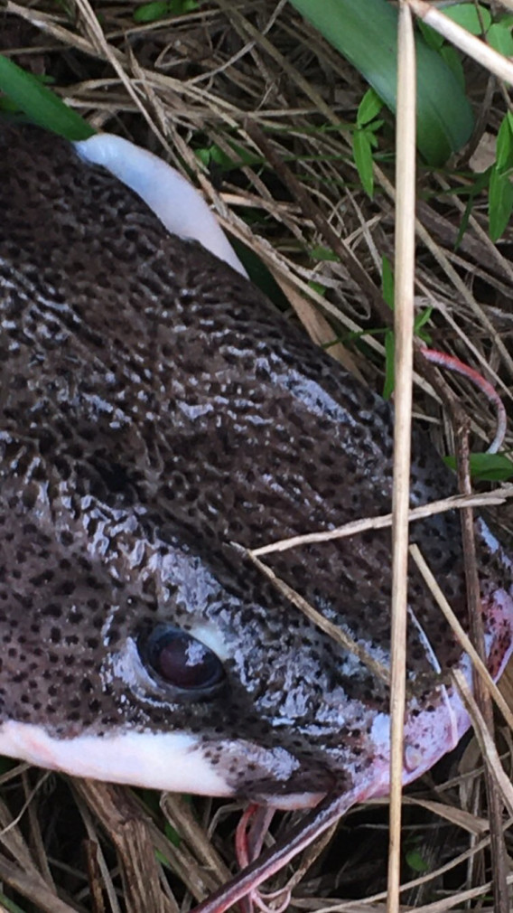 令和2年11月 千葉県某所 レッドテールキャット ピララーラ Tokyo Bay Fishing Club