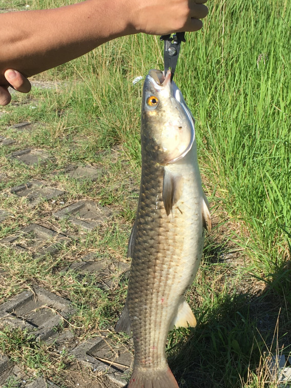 令和元年7月26日 花見川 伝説のメナダ Tokyo Bay Fishing Club