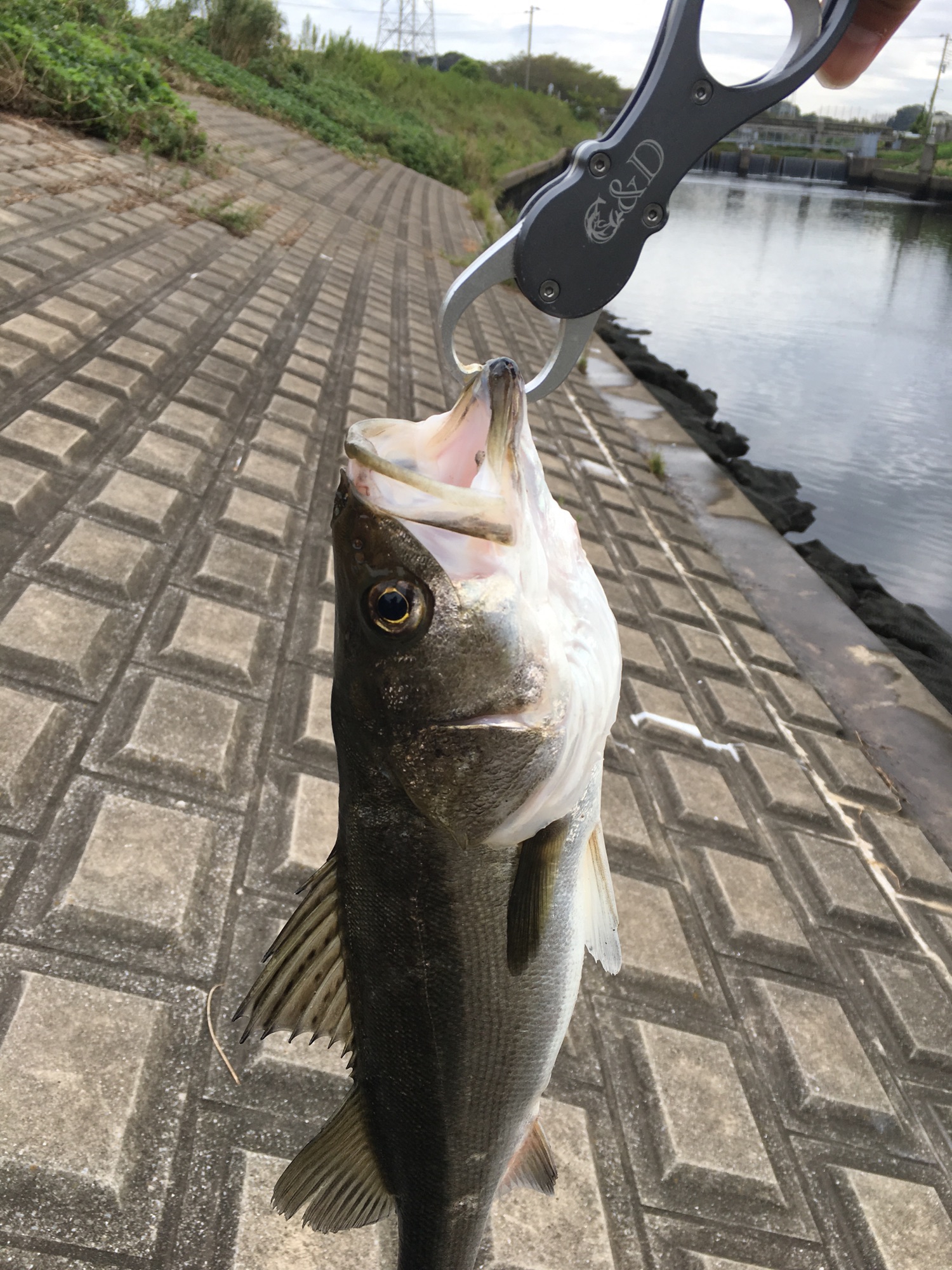 令和元年9月26日 花見川 シーバス氏と去年の実績 Tokyo Bay Fishing Club