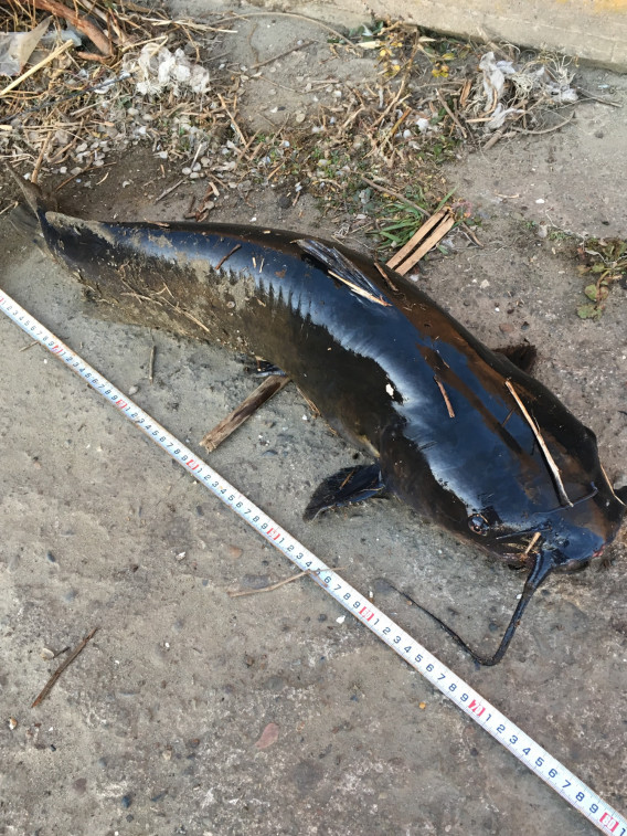 令和2年 総集編 千葉県某所 キャットフィッシュ アメリカナマズ Tokyo Bay Fishing Club 令和2年 総集編 千葉県某所 キャットフィッシュ アメリカナマズ Tokyo Bay Fishing Club
