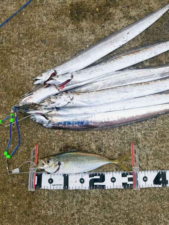 令和2年9月 和歌山県某所 太刀魚と尺アジ Tokyo Bay Fishing Club