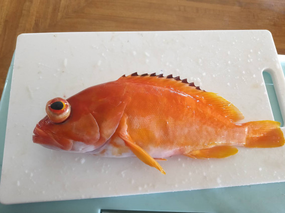 令和2年5月27日 沖縄県某所 珍しい魚色々6種 笑 Tokyo Bay Fishing Club 令和2年5月27日 沖縄県某所 珍しい魚色々6種 笑 Tokyo Bay Fishing Club