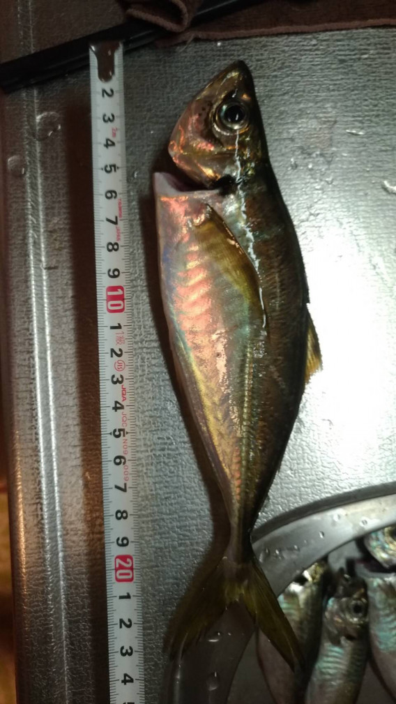 令和2年 総集編 千葉県某所 アジ続きます大きいので約24cm Tokyo Bay Fishing Club