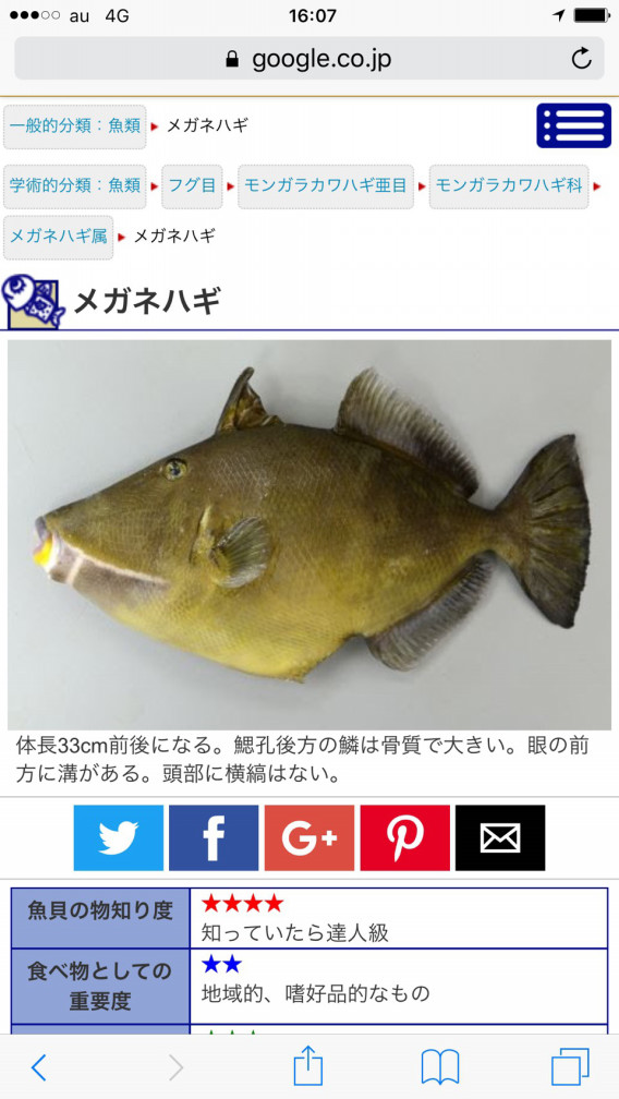 令和元年5月3日 与論島遠征1日目 珍しい魚 Tokyo Bay Fishing Club 令和元年5月3日 与論島遠征1日目 珍しい魚 Tokyo Bay Fishing Club