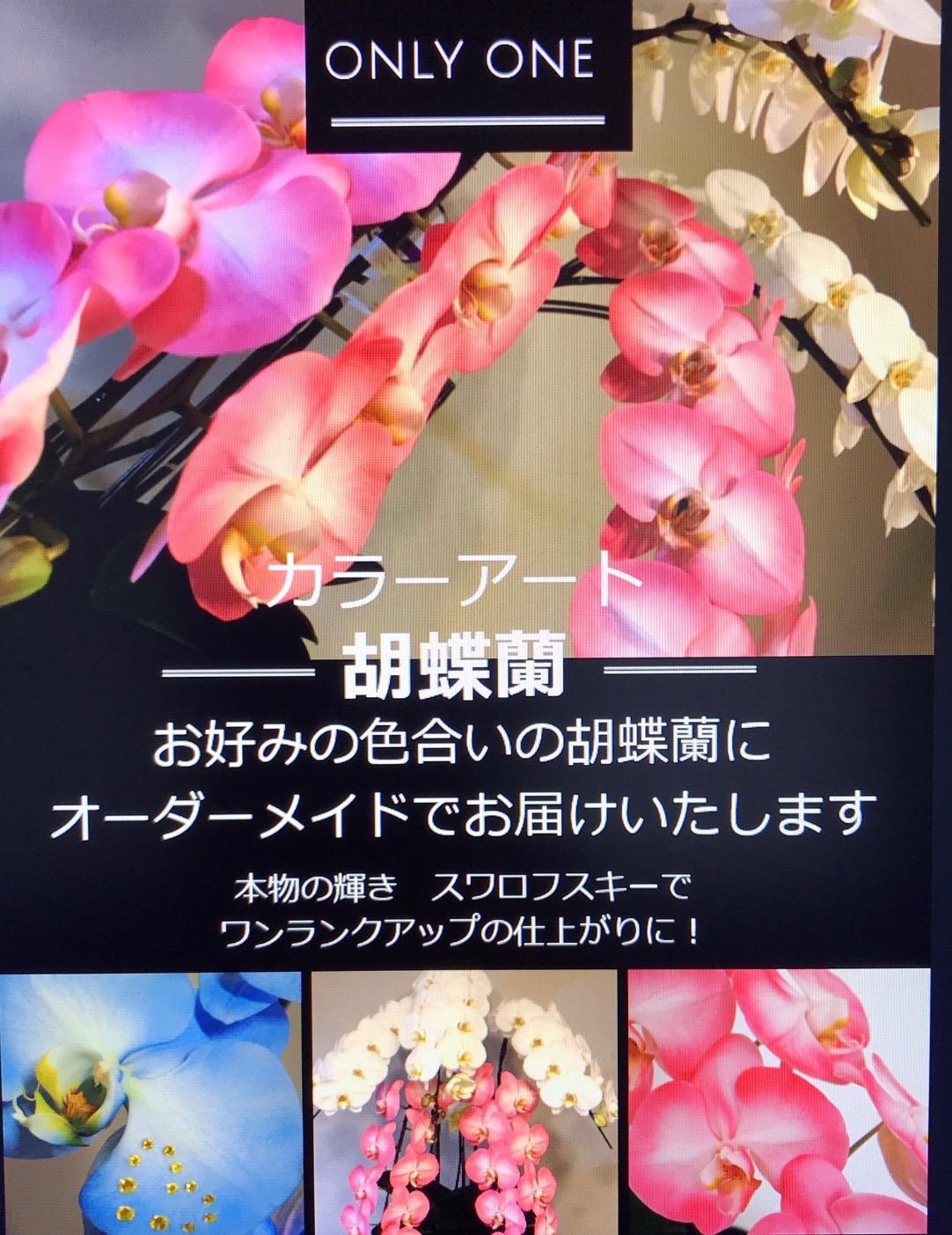 カラーアート胡蝶蘭 ”ピンクの水玉” | 国分町 Flower & Cake