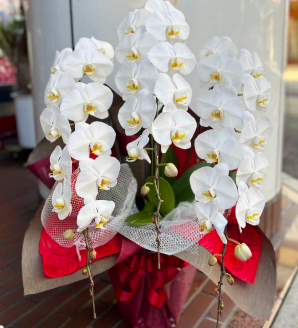 開店お祝い 胡蝶蘭 国分町 Flower Cake Megu 花屋とケーキのお店