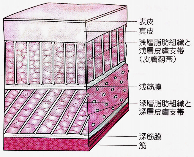 そうだったのか 意外と知らない 筋膜 の解剖学 Dia Re