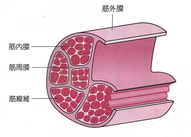 そうだったのか 意外と知らない 筋膜 の解剖学 Dia Re